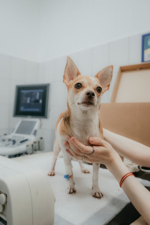 Título De Experto En Técnicas De Diagnóstico Por Imagen En Pequeños Animales