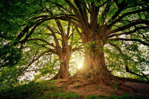 Máster Universitario en Gestión Ambiental y Energética en las Organizaciones